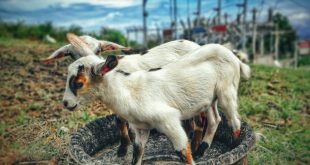 two white goats near green grass field 938910