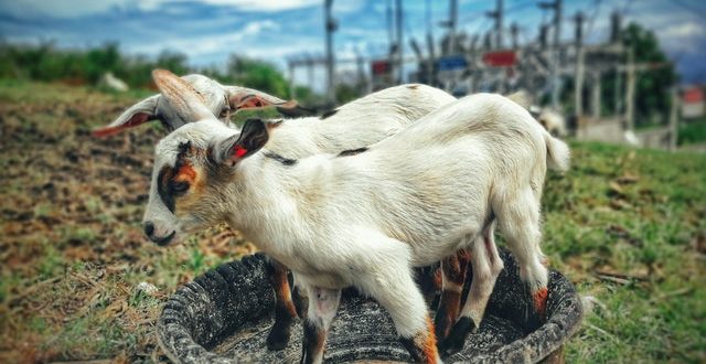 two white goats near green grass field 938910